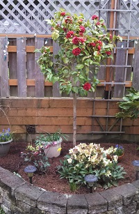 Gardenia tree and hellebore