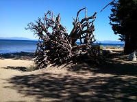 driftwood root